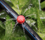 Drip Irrigation Connector and Dripper Accessory Set