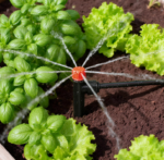 30-Piece Quick-Connect Drip Irrigation Emitter Set with Stakes
